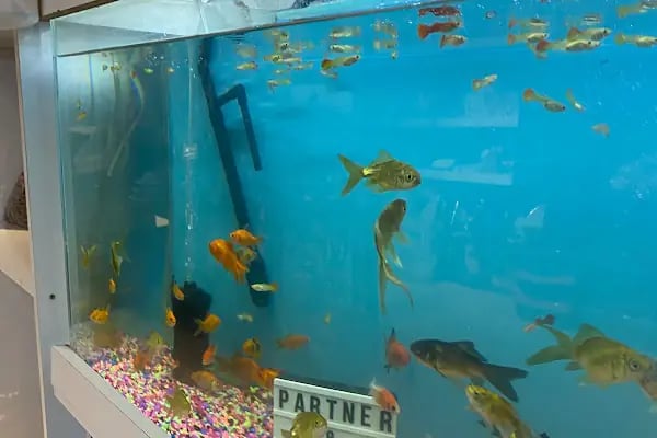 Partner Petshop Profesyonel Kamp Malzemeleri - Resim 9