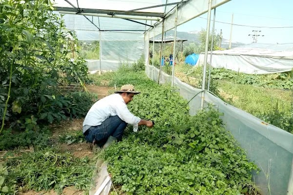 Muğla Açık Ceza İnfaz Kurumu Müdürlüğü - Resim 5