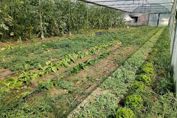 Muğla Açık Ceza İnfaz Kurumu Müdürlüğü - Resim 3