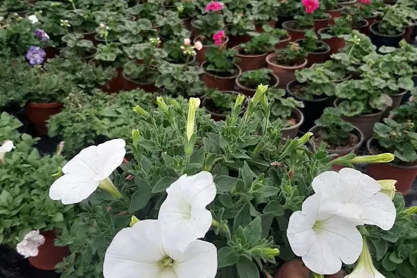 ÇİÇEK PARK PEYZAJ İZMİR FİDANLIĞI ( Bayındır) - Resim 3