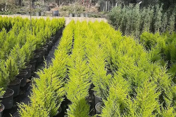 ÇİÇEK PARK PEYZAJ İZMİR FİDANLIĞI ( Bayındır) - Resim 18