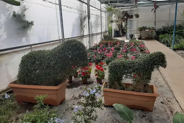 ÇİÇEK PARK PEYZAJ İZMİR FİDANLIĞI ( Bayındır) - Resim 10