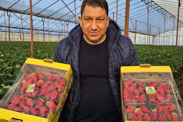 Ay Temel Tarım Muz Çilek Paketleme Tesisi - Resim 12