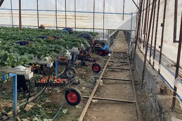 Ay Temel Tarım Muz Çilek Paketleme Tesisi - Resim 20