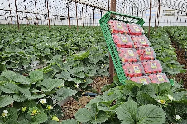 Ay Temel Tarım Muz Çilek Paketleme Tesisi - Resim 13