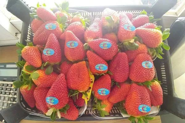 Ay Temel Tarım Muz Çilek Paketleme Tesisi - Resim 8