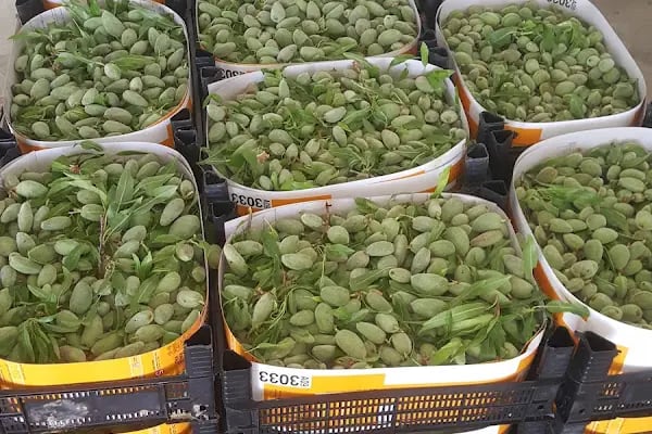 Ay Temel Tarım Muz Çilek Paketleme Tesisi - Resim 4