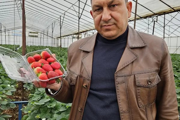 Ay Temel Tarım Muz Çilek Paketleme Tesisi - Resim 15