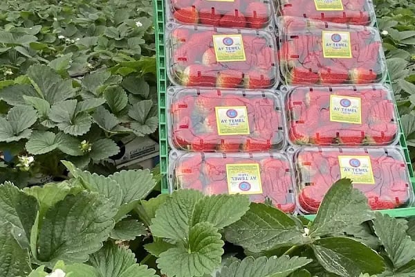Ay Temel Tarım Muz Çilek Paketleme Tesisi - Resim 10