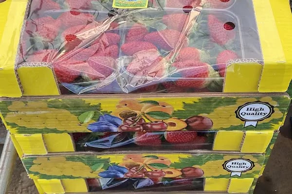 Ay Temel Tarım Muz Çilek Paketleme Tesisi - Resim 3