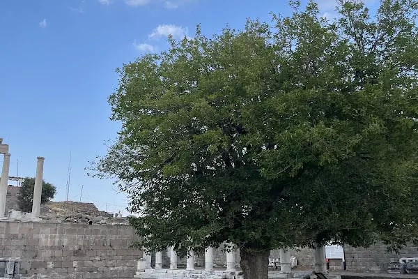 Pergamon Amfitiyatrosu - Resim 12