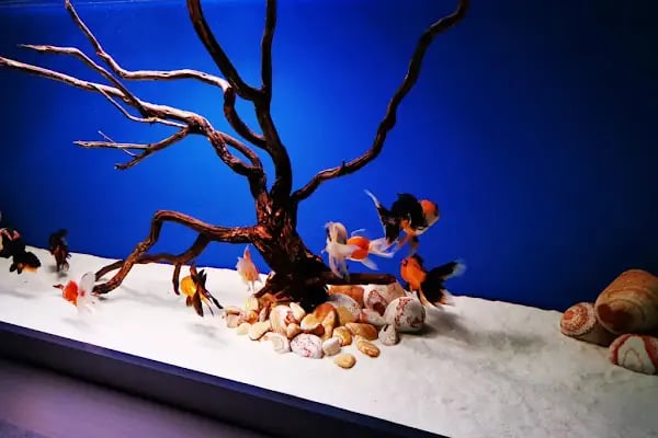 MARINE AKVARYUM SISTEMLERI - Resim 6