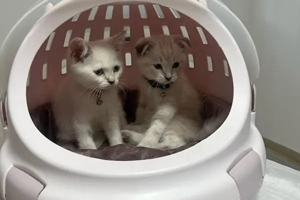 Gisa Veteriner Kliniği I Nilüfer Veteriner | Osmangazi Veteriner | Mudanya Veteriner - Resim 3