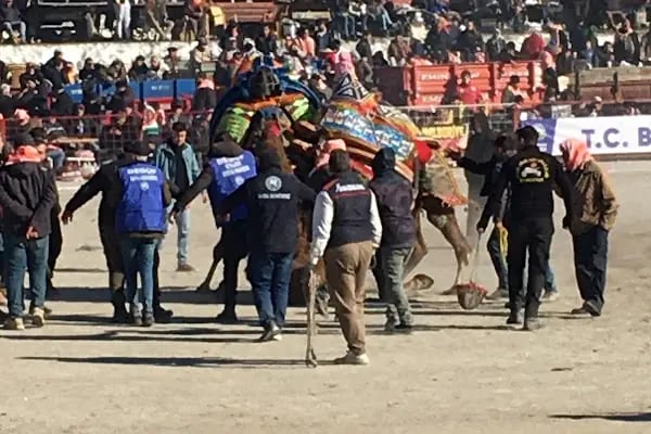 Bozdoğan Belediyesi Ömer Savaş Deve Güreşi Arenası - Resim 14