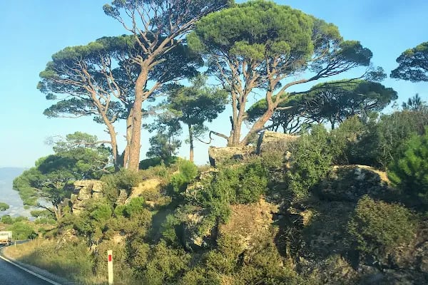Bozdoğan Belediyesi Ömer Savaş Deve Güreşi Arenası - Resim 1