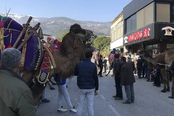 Bozdoğan Belediyesi Ömer Savaş Deve Güreşi Arenası - Resim 3