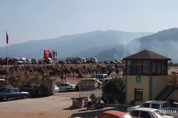 Bozdoğan Belediyesi Ömer Savaş Deve Güreşi Arenası - Resim 12