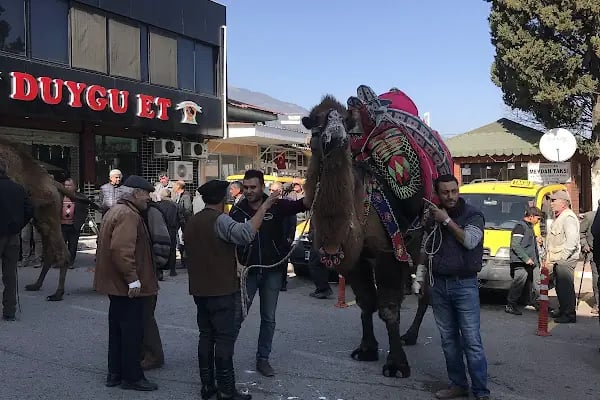 Bozdoğan Belediyesi Ömer Savaş Deve Güreşi Arenası - Resim 7