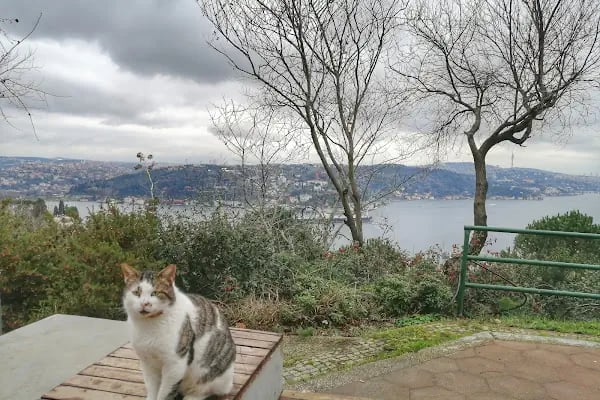 Boğaziçi Üniversitesi - Resim 4