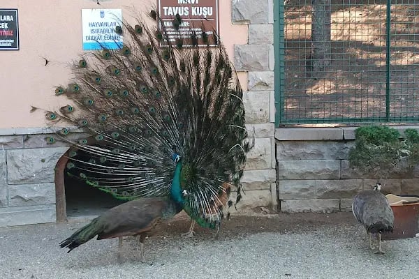 Evcil Hayvanlar Parkı - Resim 5