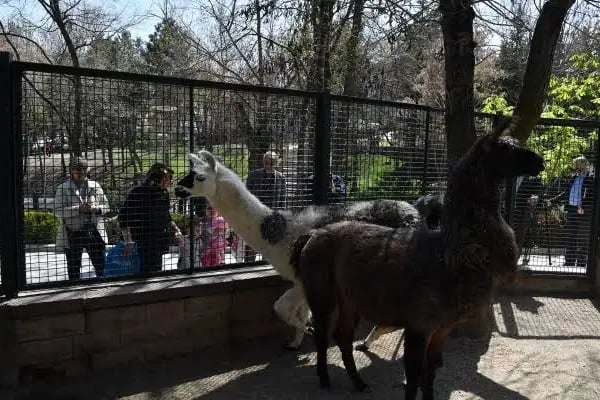 Evcil Hayvanlar Parkı - Resim 11