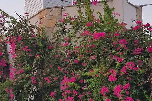 Cotton boutique Hotel - Resim 12