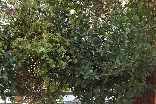 Hotel Esya - Resim 10