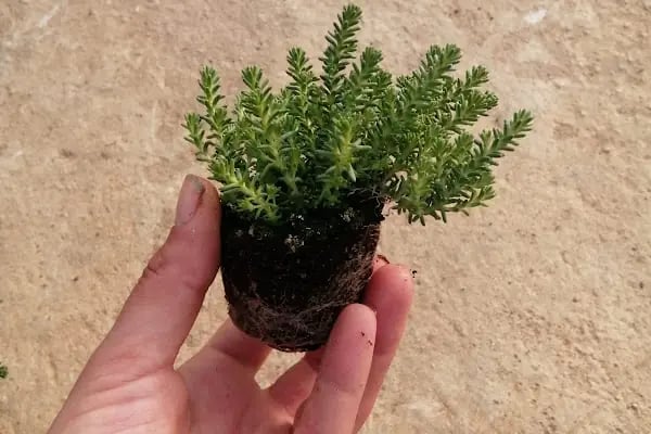 FLORA SÜS BİTKİLERİ - Resim 5