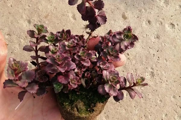 FLORA SÜS BİTKİLERİ - Resim 4