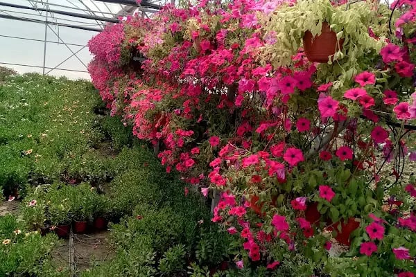 FLORA SÜS BİTKİLERİ - Resim 7