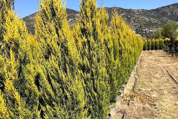 FLORA SÜS BİTKİLERİ - Resim 15