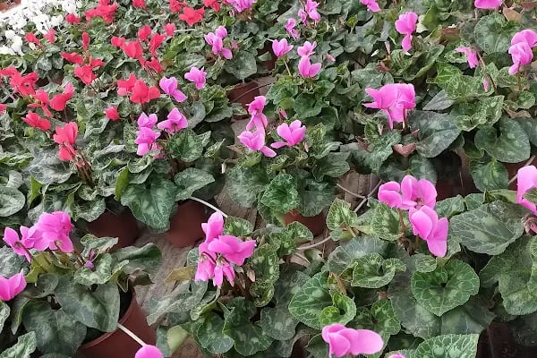 FLORA SÜS BİTKİLERİ - Resim 9