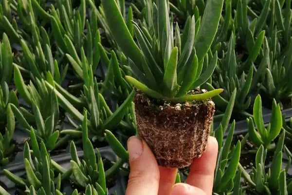 FLORA SÜS BİTKİLERİ - Resim 3