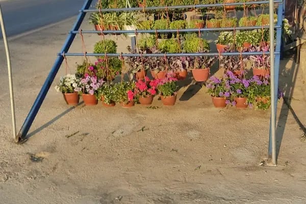 FLORA SÜS BİTKİLERİ - Resim 13