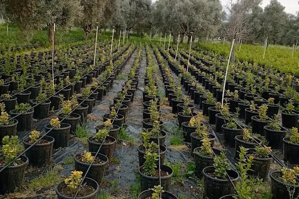 Yılmaz fidancılık (yılmaz peyzaj) izmir/bayındır - Resim 7