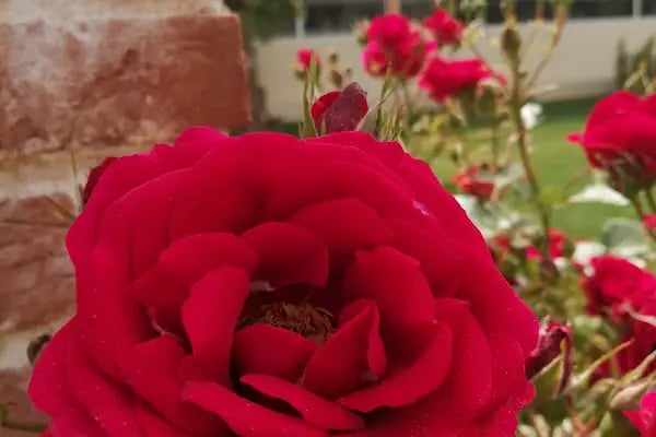 Pırlanta Düğün Salonu - Resim 17