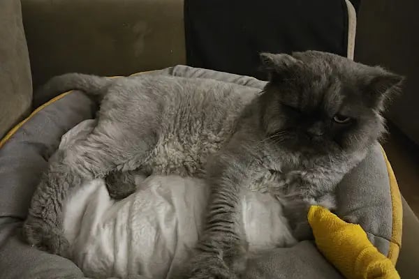 PatiSev Veteriner Kliniği - Resim 4