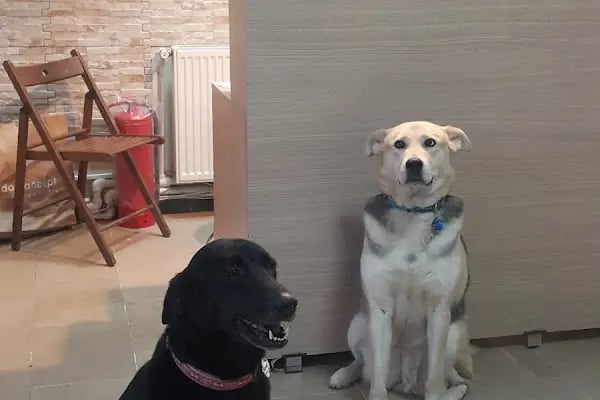 PatiSev Veteriner Kliniği - Resim 5