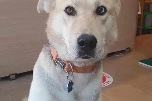 PatiSev Veteriner Kliniği - Resim 3
