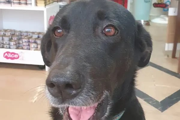 PatiSev Veteriner Kliniği - Resim 10