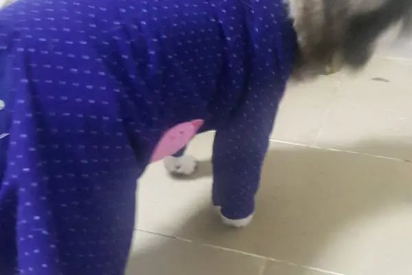 PatiSev Veteriner Kliniği - Resim 18