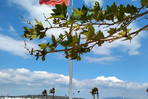 ALIAGA MARINA VE ÇEK EK YERİ - Resim 13