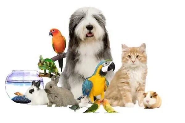 Yavuz Pet Shop - Resim 2