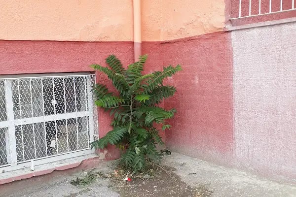 Cumhuriyet İlkokulu - Resim 14