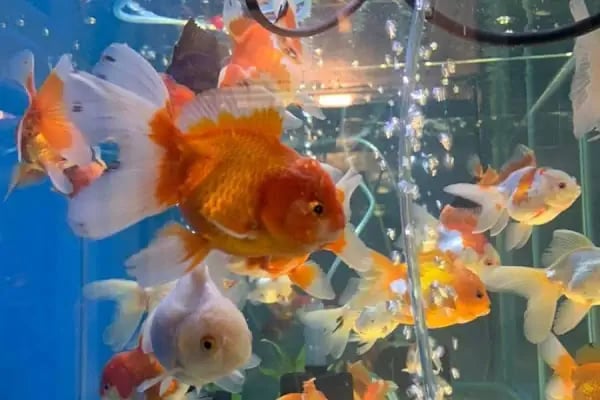 Deniz pet center - Resim 5