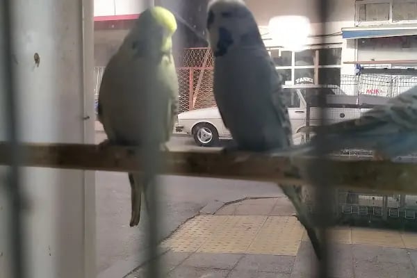 Yağmur Petshop - Resim 6