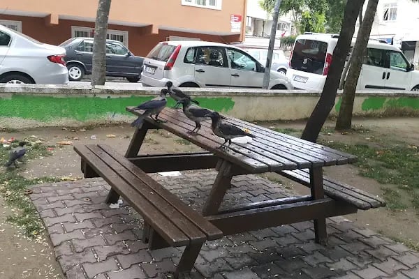Akasya Parkı - Resim 19