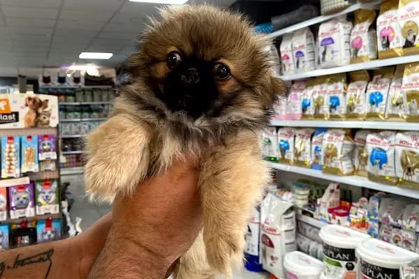 Bage Pet Center - Resim 7