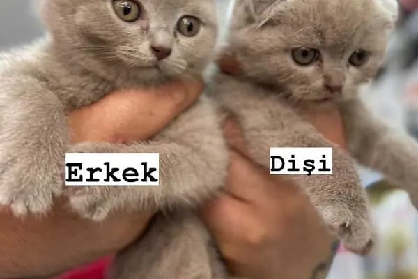 Bage Pet Center - Resim 19