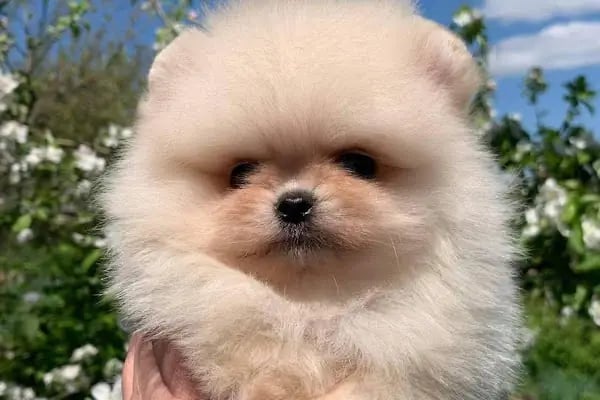 Bage Pet Center - Resim 10